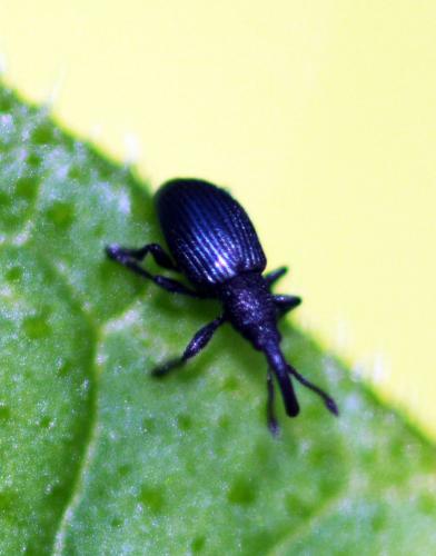Réf. 212 910 : Ceratapion onopordi
